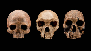 Ancient humans were just having sex with everyone
